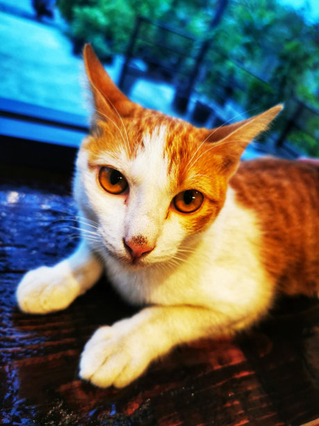 泰国猫的脸是橙色和白色的特写照片。图片下载