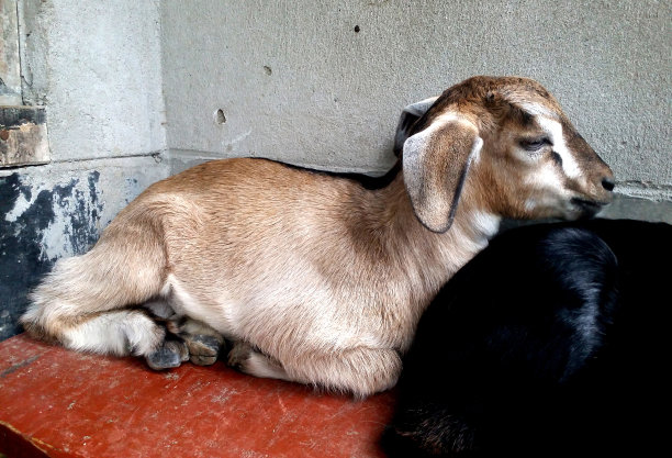 休息的小山羊图片下载