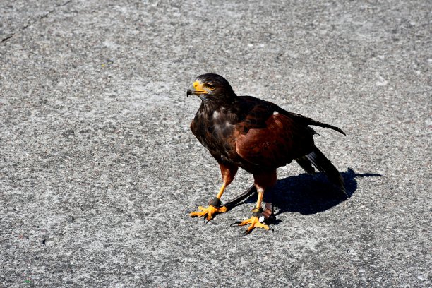 这张照片拍摄的是波兰乡村一个阳光明媚的夏日，一只羽毛茂盛的猫头鹰、鹰或鹰坐在特制的鸡腿上寻找食物或只是休息图片下载