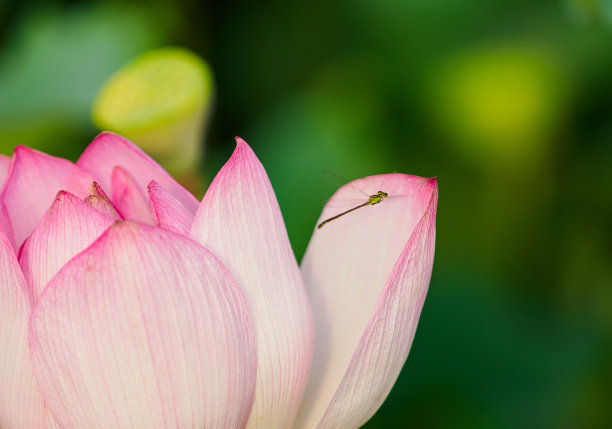 莲瓣上的豆娘图片下载