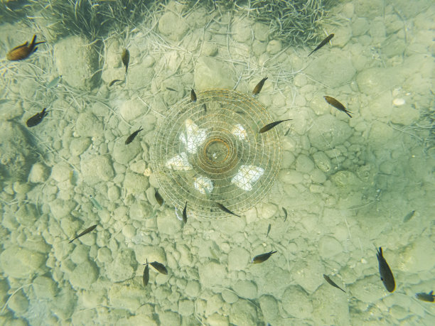 困在鱼笼里的鱼图片下载