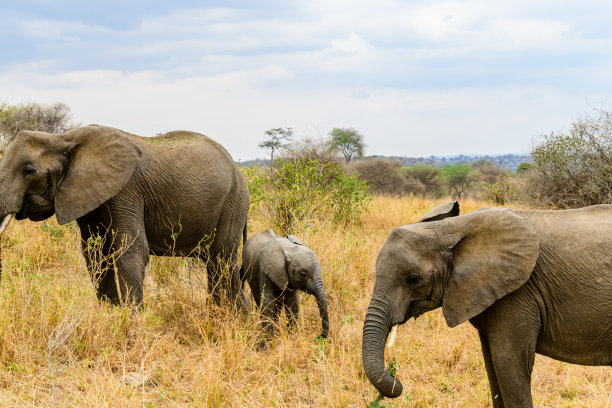 坦桑尼亚塔兰吉雷国家公园，一头非洲象(Loxodonta)的母亲和孩子。野生动物的照片图片下载