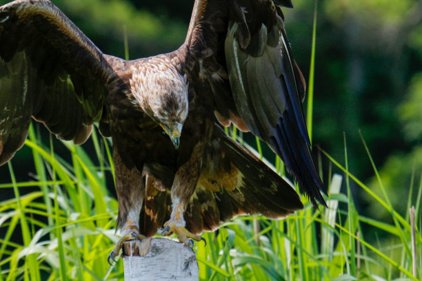 金鹰系列照片图片下载