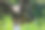 金鹰系列照片图片下载