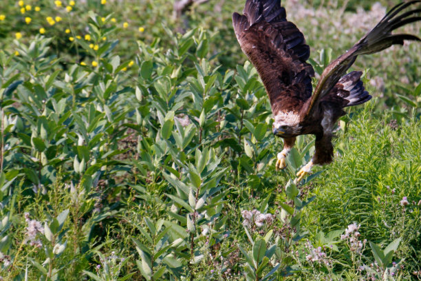 金鹰系列照片图片下载