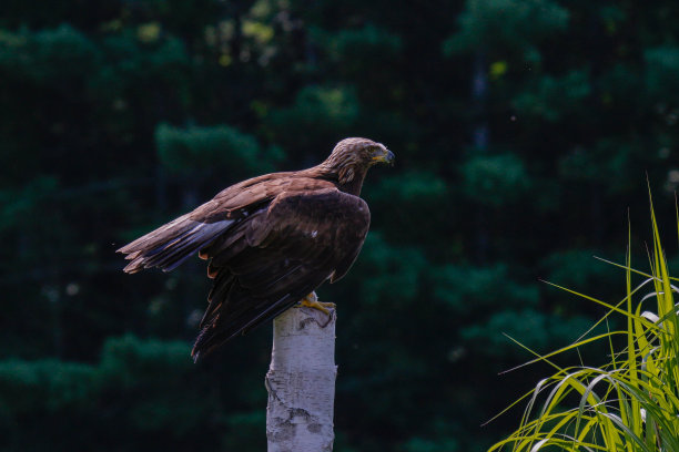 金鹰系列照片图片下载