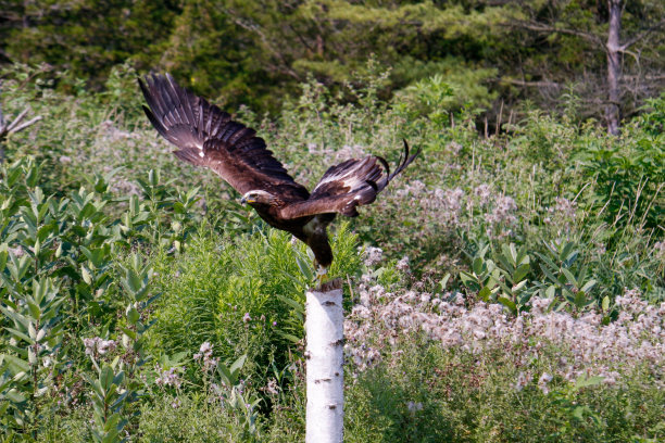 金鹰系列照片图片下载