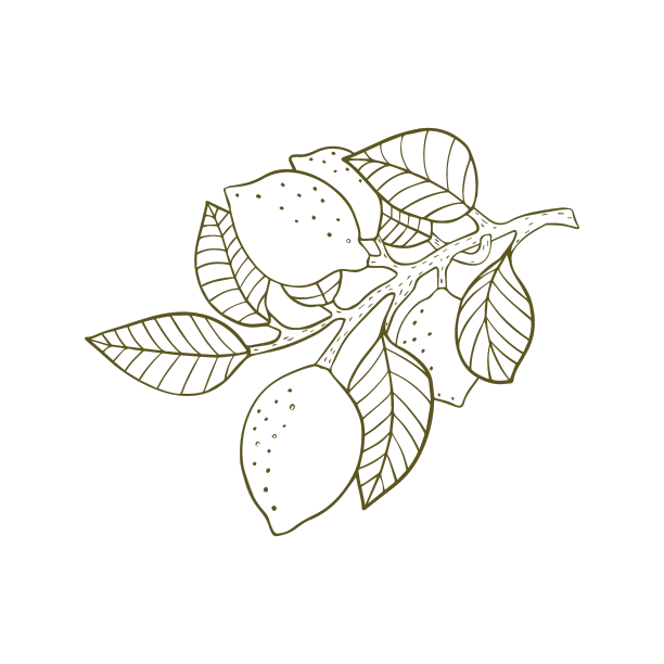 在树枝上用手绘的叶子雕刻柠檬图片下载