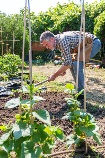 老人在晴天用锄头耕耘花园土壤图片下载