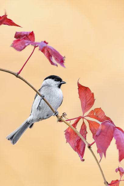 栖息在爬山虎上的柳树山雀图片下载
