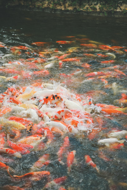 锦鲤在河里图片下载