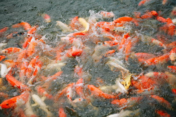 锦鲤在河里图片下载