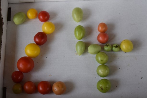 第24名来自西红柿图片下载