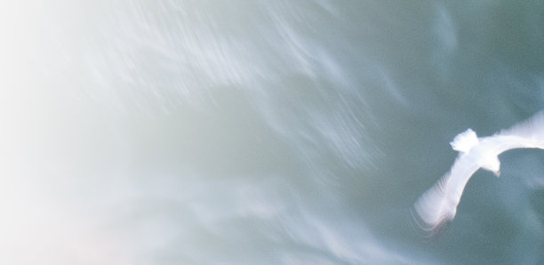 研究照片与海鸥和大海图片下载