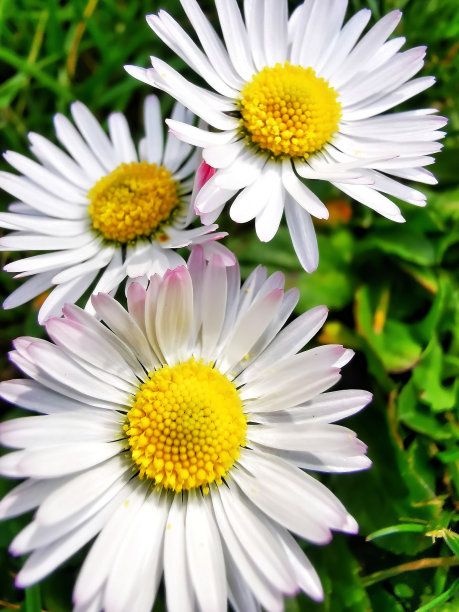 漂亮的白色雏菊在草地上的照片图片下载