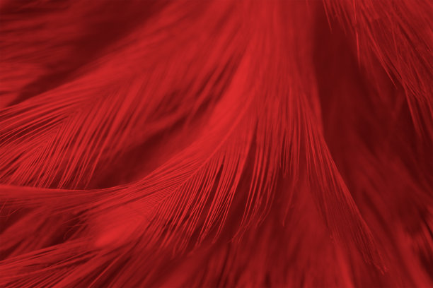 美丽的深红色栗色羽毛图案纹理背景图片下载