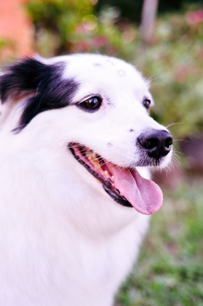 可爱的狗狗照片图片下载