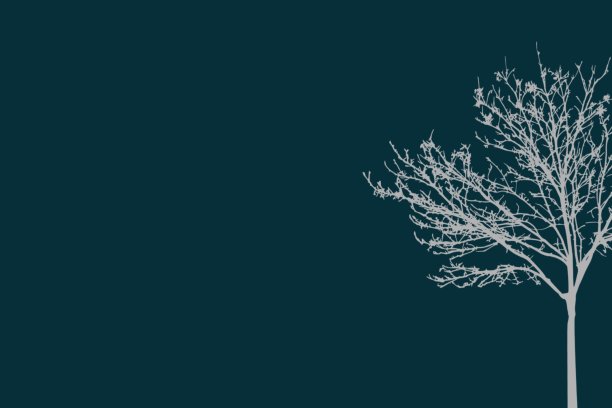 背景展示树森林对比的颜色图片下载