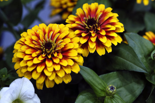 美丽的花朵的图片，开花植物在春天的花园。自然之美。有选择性的重点。图片下载