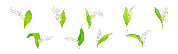 铃兰在茎上盛开着花图片下载