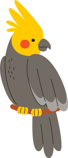 科雷拉鹦鹉坐在小树枝上图片下载