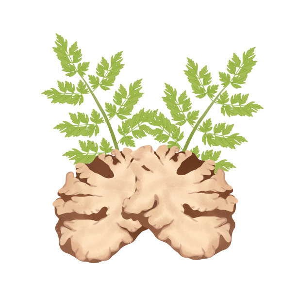 当归striatumt。中草药，手拉干川芎切片。图片下载