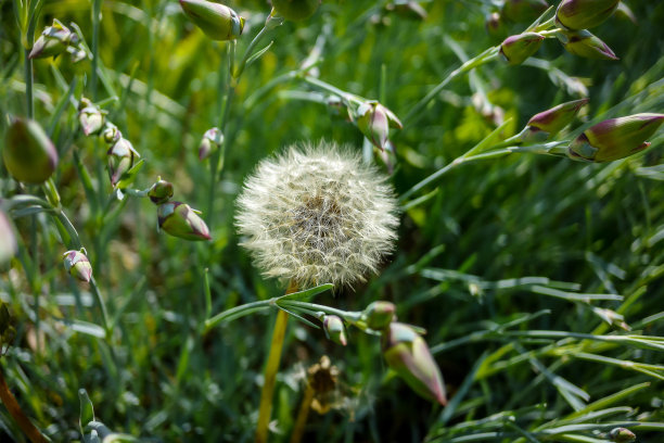 建设一个房子，漂亮的照片数码图片，数码照片图片作为背景图片下载