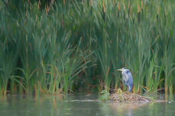 灰色苍鹭的数字插图，栖息在芦苇岸边。图片下载
