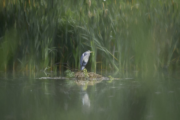 灰色苍鹭的数字插图，栖息在芦苇岸边。图片下载