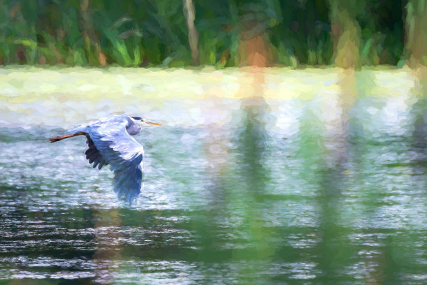 一个灰色苍鹭的数字插图，Ardea cinerea飞过一个湖。图片下载