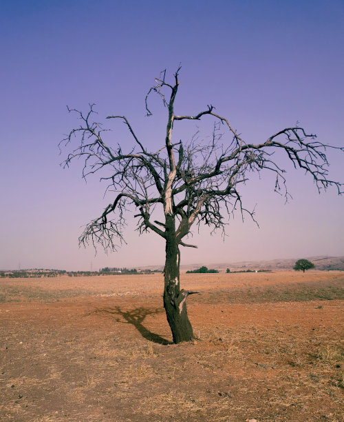沙漠中央的一棵树的照片(哪里都没有)图片下载