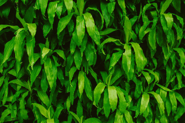 大自然的树叶，绿色的热带森林，背景插画概念图片下载