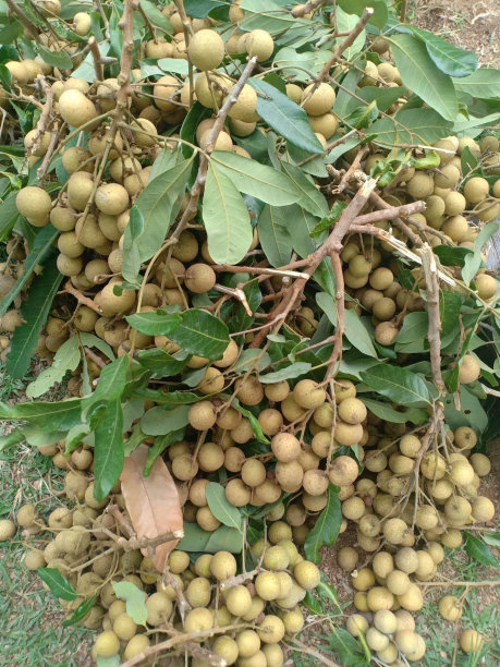 龙眼果园-热带水果年轻的龙眼在泰国图片下载
