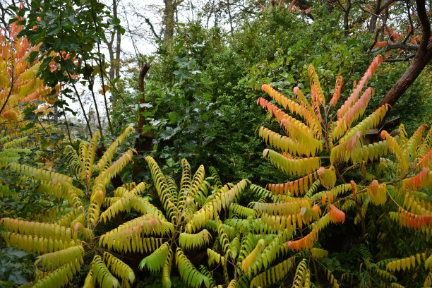 秋叶的颜色——季节。图片下载