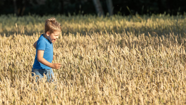 快乐的小男孩在阳光明媚的麦田里奔跑，靠近森林的阴影。全景照片，有文字的自由空间图片下载