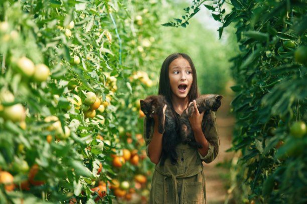 两只小猫在手里。小女孩在花园里种西红柿图片下载