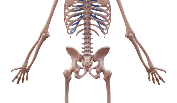 下半身区域的骨架后视图图片下载