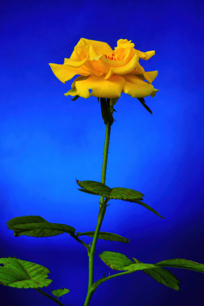 在一张特写照片中，蓝色背景上的黄玫瑰图片下载