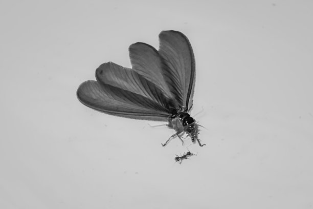 飞白蚁图片下载