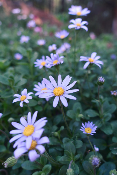 花草草和自然纹理的图片图片下载