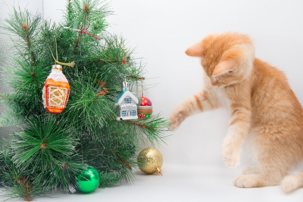 有趣的小猫在玩新年玩具。图片下载