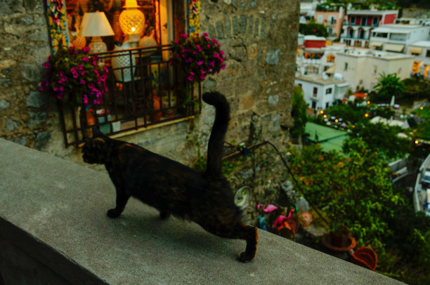 伸展黑猫图片下载