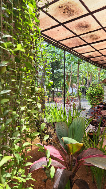 在花园环境中拍摄的李光耀植物照片，适合作为建筑物和酒店的宣传媒体图片下载