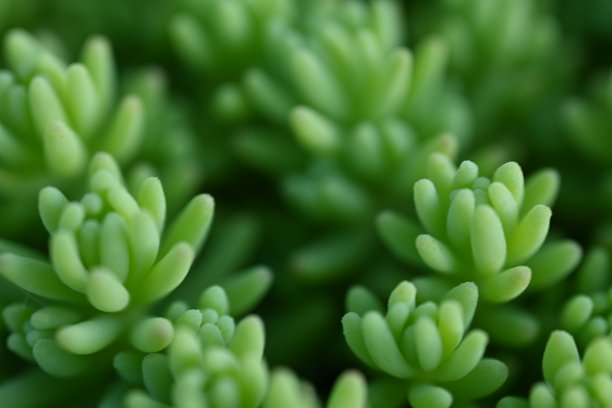 宏观绿色多肉，宏观照片为绿色多肉，宏观图案玫瑰叶片照片从上方多肉，模糊绿色多肉植物特写，淡绿色洁净景天，图片下载