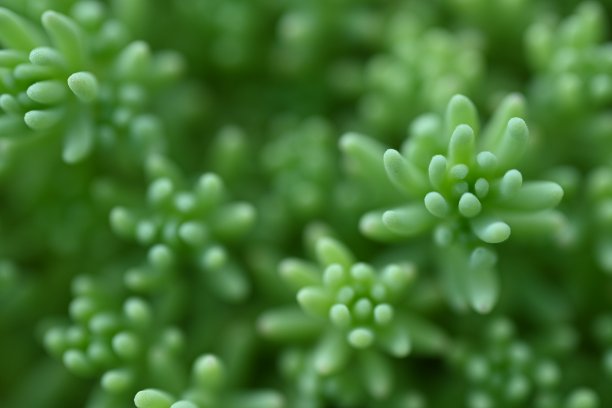 宏观绿色多肉，宏观照片为绿色多肉，宏观图案玫瑰叶片照片从上方多肉，模糊绿色多肉植物特写，淡绿色洁净景天，图片下载