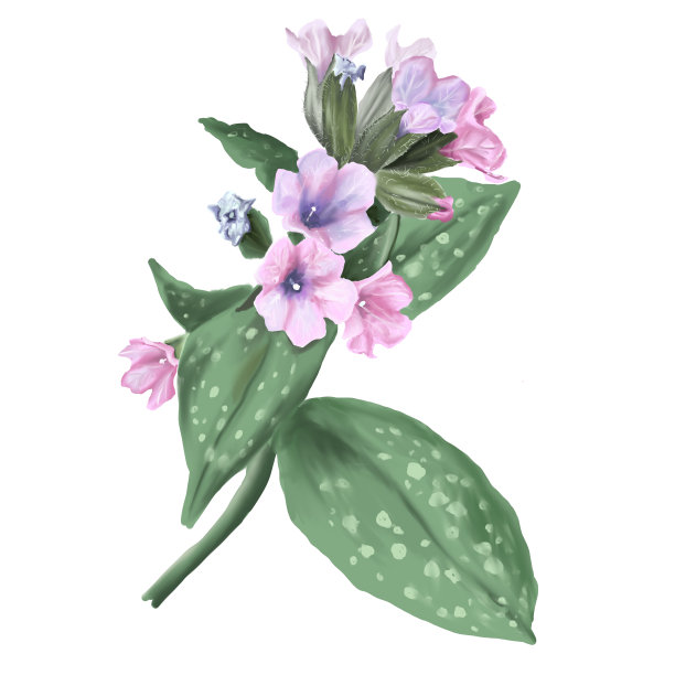 春花肺属植物插画，紫粉花绿叶植物水彩插画，手绘，药用植物，用于设计、装饰图片下载