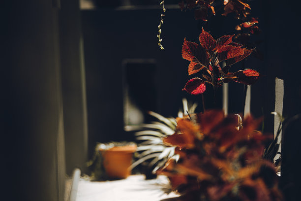龙葵或红紫色植物颜色深色背景细节特写-库存照片图片下载