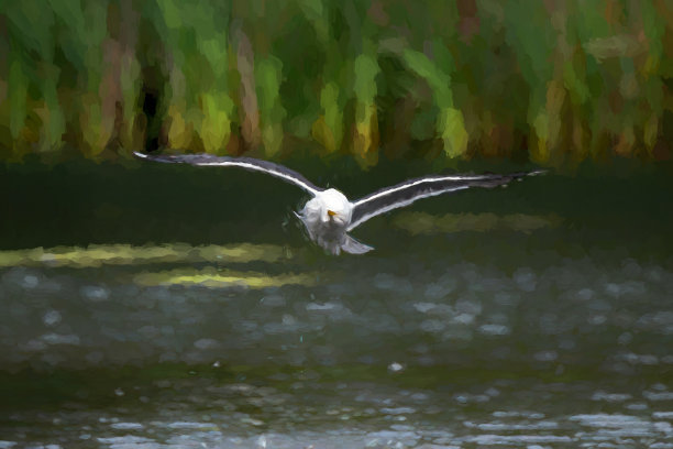 一只银鸥从湖中起飞的数字插图。图片下载