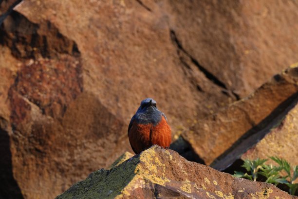 蓝岩画眉，日本北海道图片下载