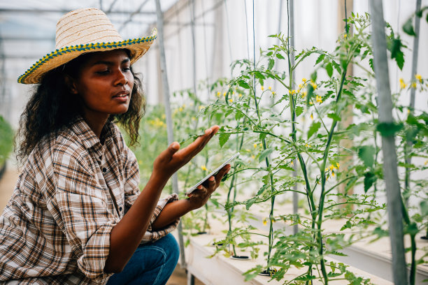 一位黑人农艺师在农场温室里愉快地检查和控制西红柿的质量图片下载